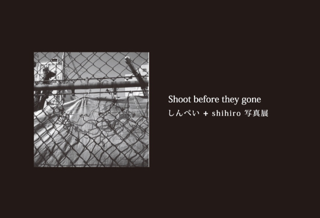 shoot before they gone<